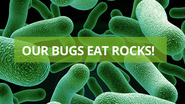Our Bugs Eat Rocks