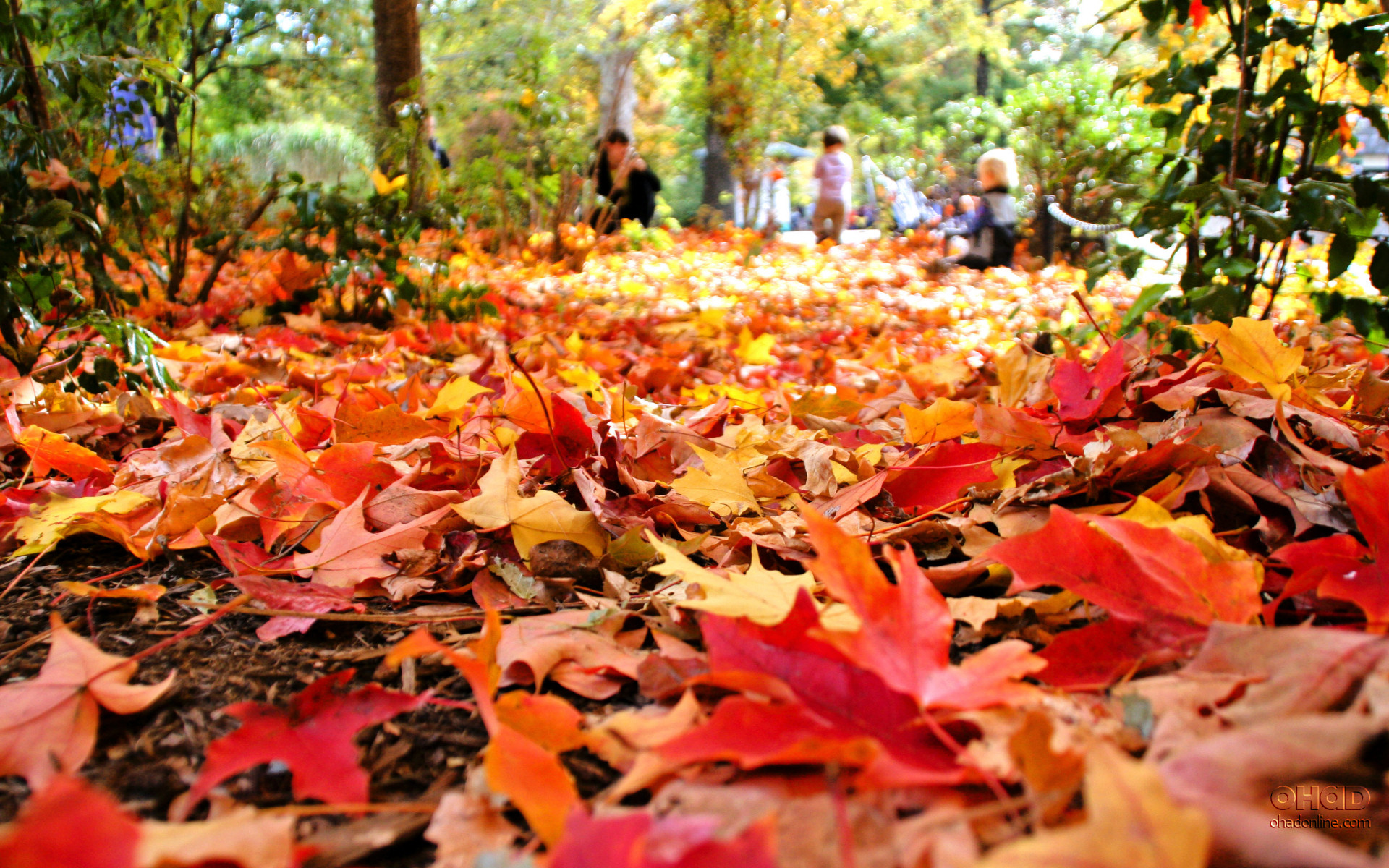 Celebrating the Season 10 of the Best Canadian Fall Festivals A