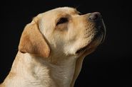 Human Foods to Avoid Feeding Your Pets | Alcohol