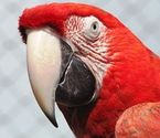 Human Foods to Avoid Feeding Your Pets | Avocado