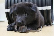 Human Foods to Avoid Feeding Your Pets | Grapes & Raisins