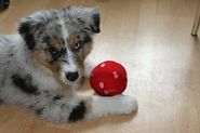 Human Foods to Avoid Feeding Your Pets | Macadamia Nuts