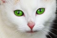 Human Foods to Avoid Feeding Your Pets | Xylitol