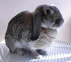 Human Foods to Avoid Feeding Your Pets | Milk