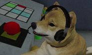 The Shiba Inu