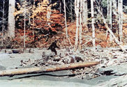 Bigfoot