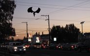 Mothman