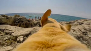 GoPro Shows How a Cool Soundtrack (and Adorable Dog) Makes Instagram Video Better
