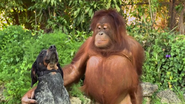 Ad of the Day: Android Celebrates Unlikely Animal Buddies in Maybe the Cutest Spot Ever