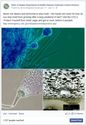 Hawaii Department of Health - Mold!