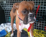 Wentzville Missouri PD - Increase in return of animals to owners when found running at large