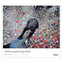 Imgur Now Lets You Embed Images and Albums Anywhere