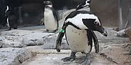 The Discovery Channel just owned the Pittsburgh Penguins on Twitter