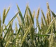 Why the farm bill works for you from Gene Hall and the Texas farm Bureau.