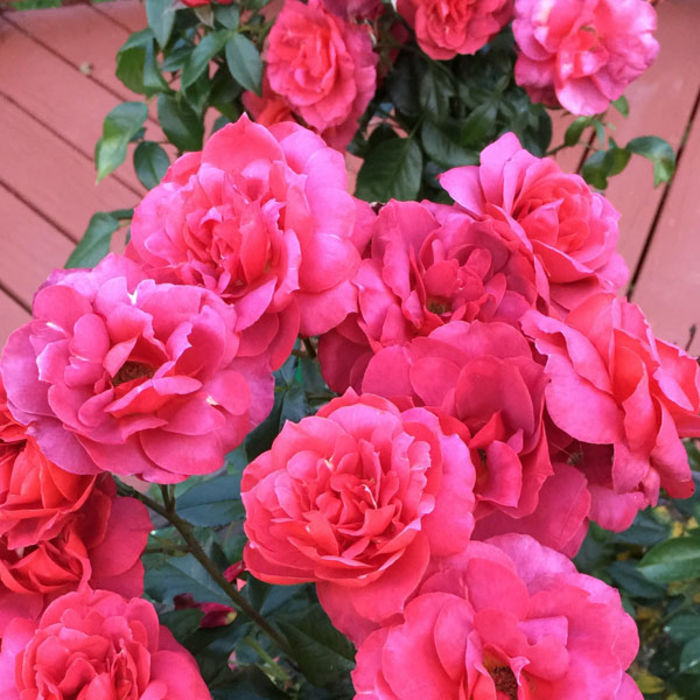 Proven Winners Oso Easy® Roses A Listly List