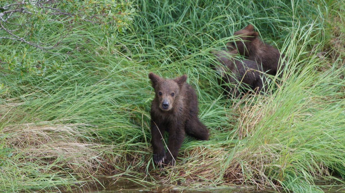 Best places to see bears in Alaska. A Listly List