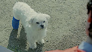 Amazon Gets Shamelessly, Ridiculously Cute in Prime Ad Starring a Dog With a Bad Leg