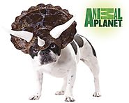 Animal Planet Triceratops Costume