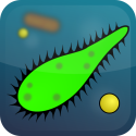 Bacterium