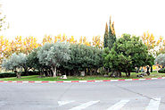 El Bosque