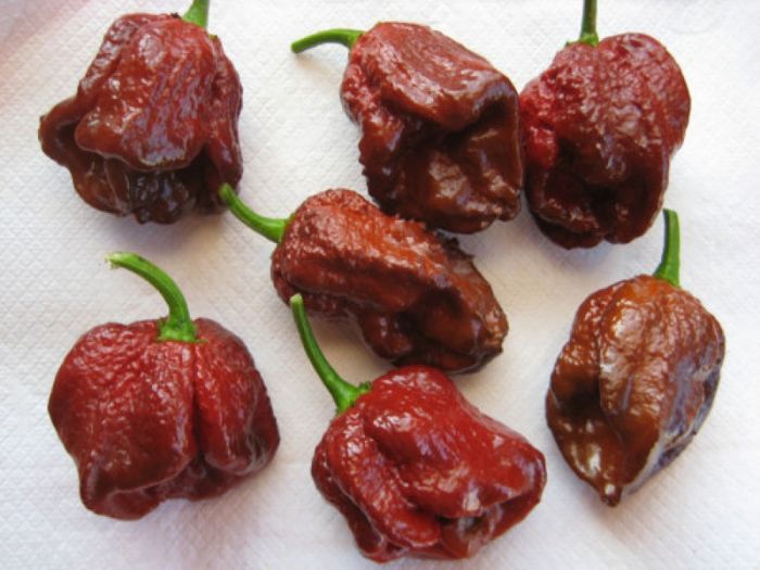 top-10-spiciest-chillies-in-the-world-a-listly-list