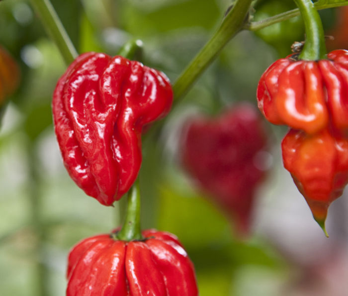 top-10-spiciest-chillies-in-the-world-a-listly-list