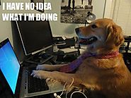 Google UK Handed Over Control Of Its Twitter Account To A Dog | The LAD Bible