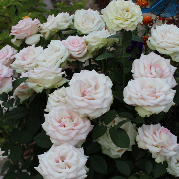 Top Ten Roses of 2015 Gaga's Garden