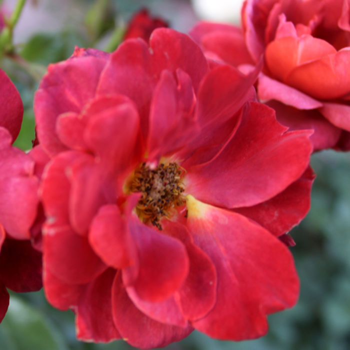 Top Ten Roses of 2015 Gaga's Garden