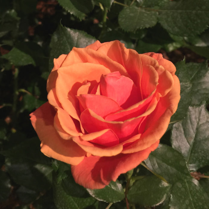 Top Ten Roses of 2015 Gaga's Garden