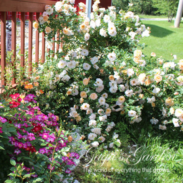 Top Ten Roses Of 2015 – Gaga's Garden