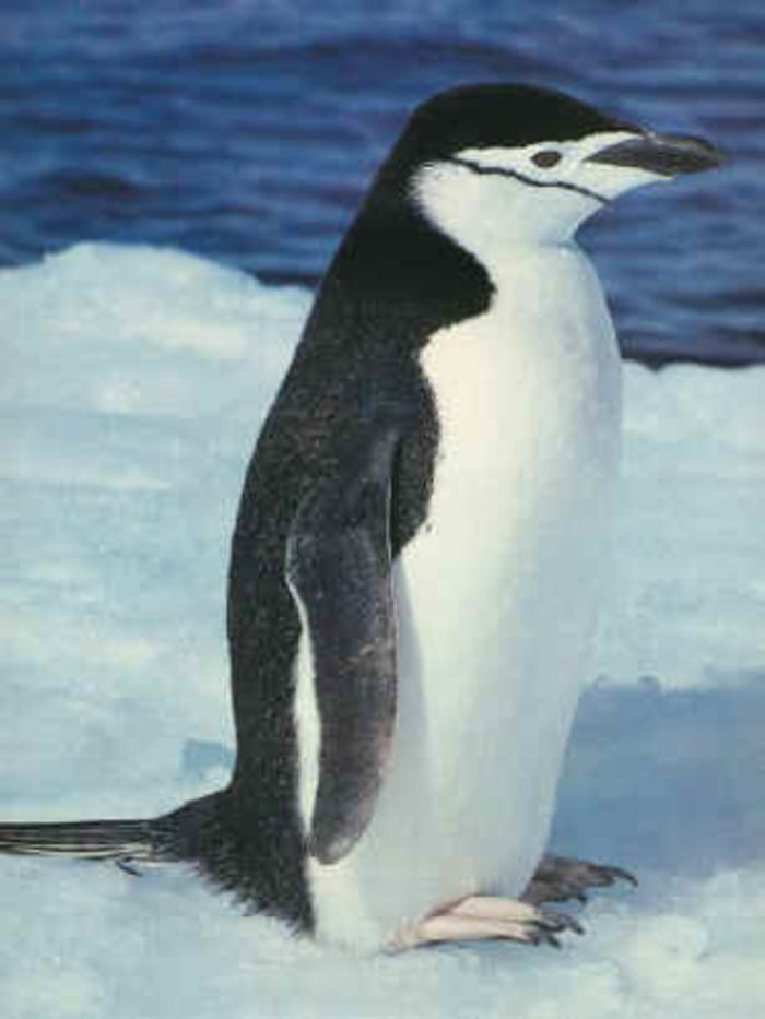 1st Grade Animals of Antarctica A Listly List
