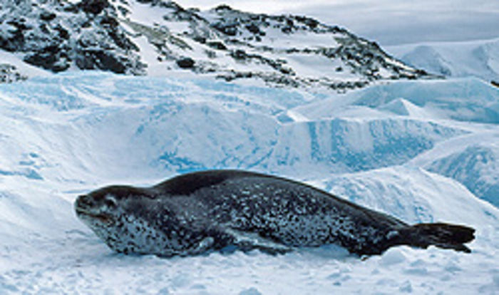 1st Grade - Animals of Antarctica | A Listly List