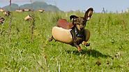 Heinz Releases the (Adorable) Hounds in This Hilarious Super Bowl Commercial
