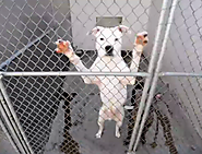 "Front Street Animal Shelter is Full!", Front Street Animal Shelter - City of Sacramento, California