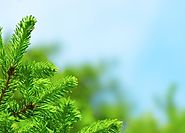 How to Write Evergreen Content