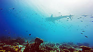 What Scuba Taught This Yik Yak Product Manager About Business