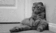 Facebook sampled data from 160k users and determined cat people are sad and lonely