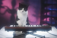 The Electric Furs Are a 'Hair Band' Cat Lovers Will Fall For