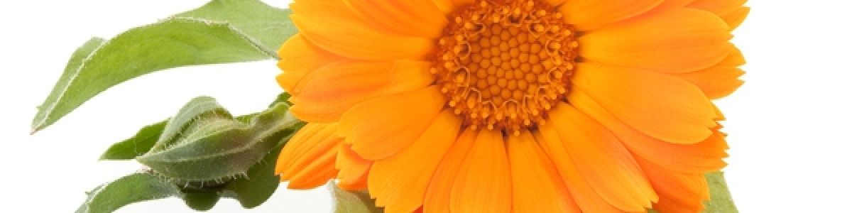 Headline for Cosmétique Bio et bien-être par les plantes !