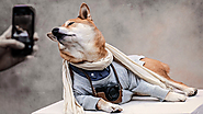 This Agency Is Tapping Dogs, Cats and Even Pigs as Its New Network of Influencers