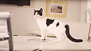 This Agency Made an App That Lets Your Cat Take Its Own Selfies