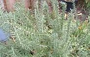 Herbal Antibacterials and Disinfectants