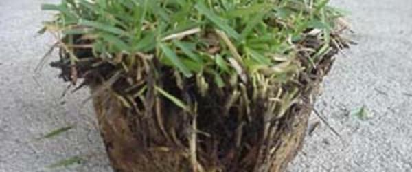 Best Fertilizer For Zoysia Grass A Listly List
