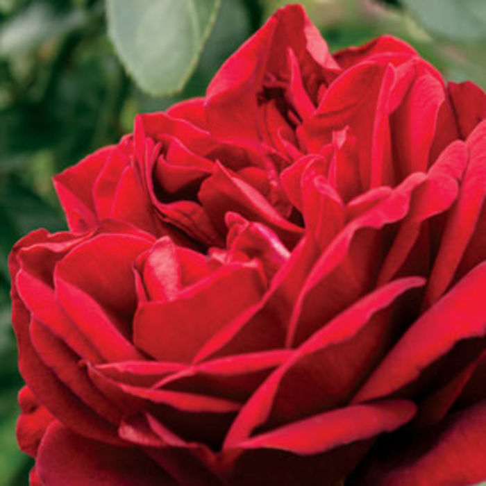 Jackson & Perkins Rose Garden A Listly List