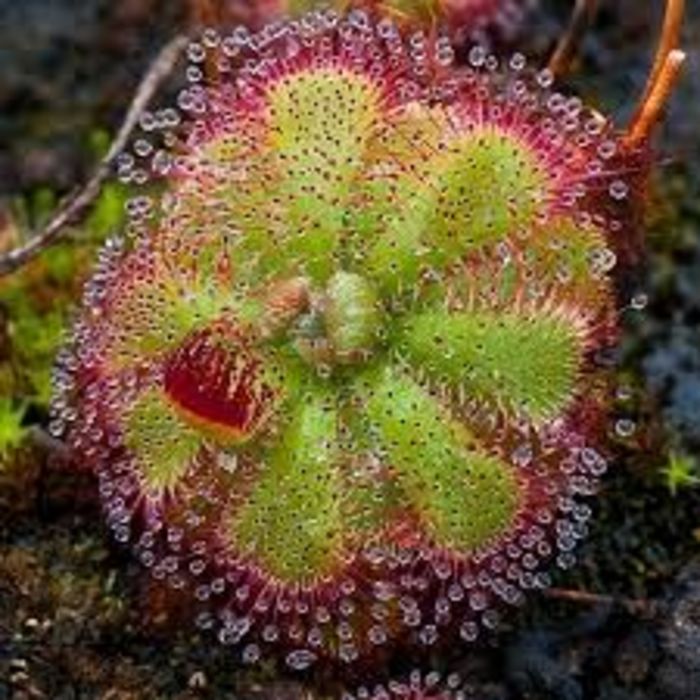 Top 10 Wildest Plant Adaptations A Listly List