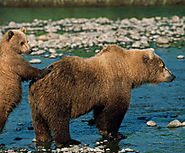 U.S. House Approves Amendment to Enable Cruel, Unsporting Killing of Grizzly Bears and Wolves on Millions of Acres of...