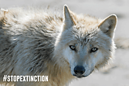 U.S. Congress Rejects More than a Dozen Provisions to Weaken the Endangered Species Act