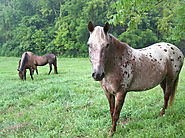 Wild Horses Escape the Chopping Block in Spending Bill