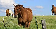 Fiscal Year 2018 Spending Bill a Win for Animals